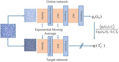 An intelligent detection method for plasmodium based on self-supervised learning and attention mechanism